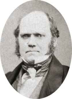 Studio photo showing Darwin's characteristic large forehead and bushy eyebrows with deep set eyes, pug nose and mouth set in a determined look; he is bald on top, with dark hair and long side whiskers but no beard or moustache
