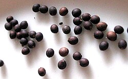 Sage seeds are small and almost spherical in shape.