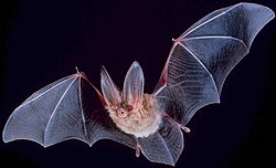 Townsends's big-eared bat, (Corynorhinus townsendii) displaying the "hand wing".