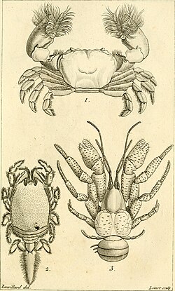 Plate from Le Règne Animal, 1817 edition