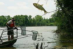 Silver carp jumping out, Missouri