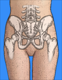 Anatomical drawing of the female pelvis