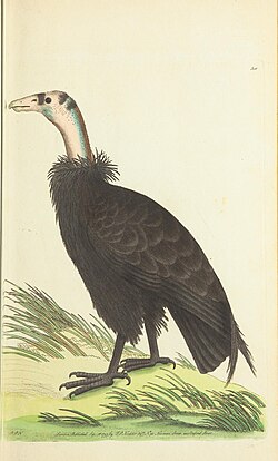 Frederick Polydore Nodder's illustration accompanying George Shaw's 1797 species description