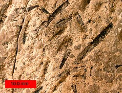 Amplexograptus, a graptolite hemichordate, from the Ordovician near Caney Springs, Tennessee.