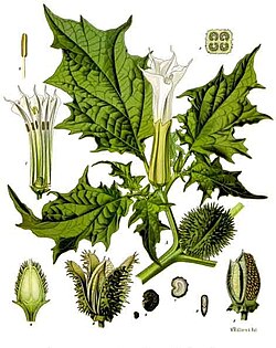 Datura stramonium has been used in Ayurveda for various treatments, but contains alkaloids, such as atropine and scopolamine, which may cause severe toxicity.[30]