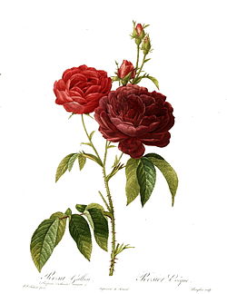 Rosa gallica 'Evêque', painted by Redouté