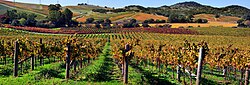 A vineyard in Napa Valley, California