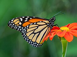 Male D. p. plexippus on Tithonia flower