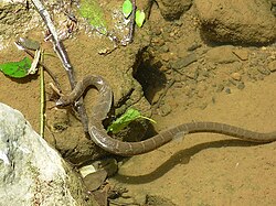 A common watersnake shedding its skin