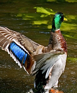 A male mallard. Note the white-edged, blue and black speculum seen on the wing.