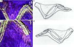 Patagium impressions of Confuciusornis (a, b) compared to the patagium of a chicken (c, d)