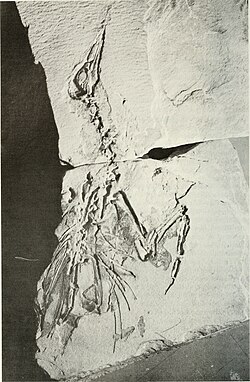 Uria brodkorbi, a fossil murre from the Monterey Formation of southern California