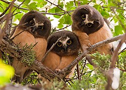 Three juveniles in Oregon, United States