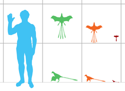 Sizes of Yi qi (green), Epidexipteryx hui (orange), and Scansoriopteryx heilmanni (red) compared with a human.