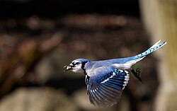 Blue jay in flight