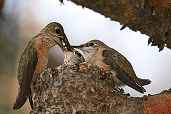 Female feeding insects to chicks