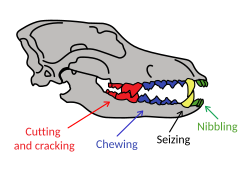 Dentition of a wolf showing functions of the teeth.