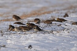 Mixed-species flock containing Lapland longspur, horned lark, and snow bunting foraging in the snow
