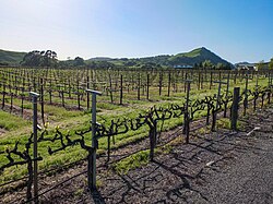 A Napa Valley vineyard on the side of a road