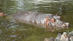 A hippopotamus surfacing to breathe
