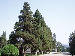 Avenue of Juniperus chinensis