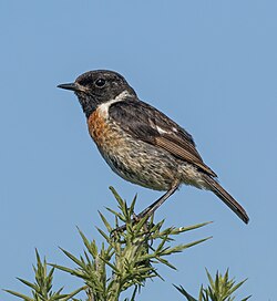 European stonechat Saxicola torquatus