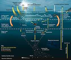 The ocean food web, showing the central involvement of marine microplankton in how the ocean imports nutrients from and then exports them back to the atmosphere and ocean floor
