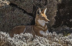 Ethiopian wolf (Canis simensis citernii)