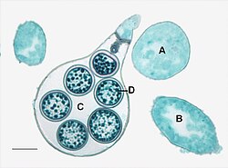 Sexual structures (only oogonia, antheridia not shown) of Saprolegnia.[citation needed]