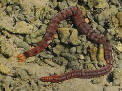 Conspicuous sea cucumber, Coconut Island, Hawaii