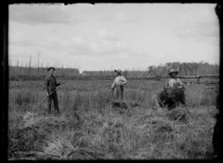 Men working in a field near Fort Frances, between 1900 and 1909