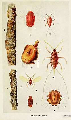 Drawing of the insect Kerria lacca and its shellac tubes, by Harold Maxwell-Lefroy, 1909