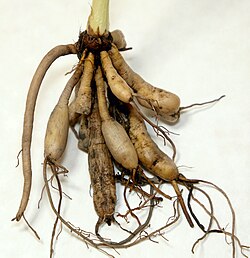 Hemerocallis tuber roots
