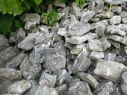 Two ring-billed gull chicks sitting amongst rocks