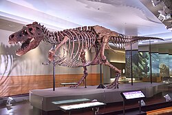 Specimen "Sue", Field Museum of Natural History, Chicago (with some bones reconstructed)