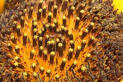 Inflorescence of sessile disc florets forming the capitulum