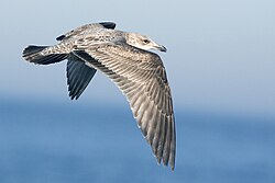 First-cycle bird in Texas