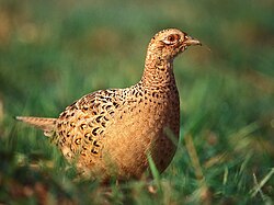 Flavistic hen