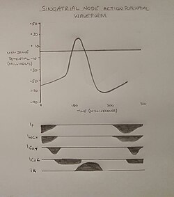 Figure 3: Sinoatrial node action potential waveform, outlining major ion currents involved (downward deflection indicates ions moving into the cell, upwards deflection indicates ions flowing out of the cell).