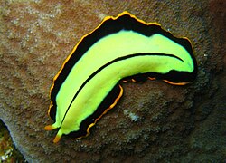 The turbellarian Pseudoceros dimidiatus