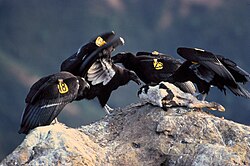 Juveniles feeding