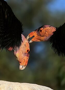 Preening condors