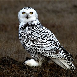 The snowy owl was named Strix scandiaca and Strix nyctea in 1758