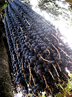 Fruit of the açaí palm