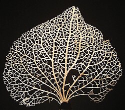 The branching pattern of megaphyll veins may indicate their origin as webbed, dichotomising branches.