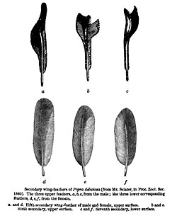 Wing feathers of a male club-winged manakin, with the modifications noted by P. L. Sclater in 1860[4] and discussed by Charles Darwin in 1871.[5] The bird produces sound with its wings.