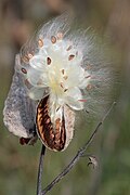 A milkweed follicle releasing its seeds.