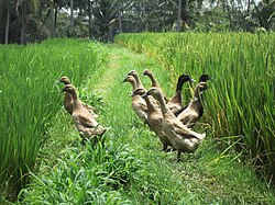Ducks with free access to rice paddies in Bali, Indonesia provide additional income and manure the fields, reducing the need for fertilizer.[16]