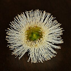 Close-up of a flower, ~4.5 cm (1.8 in) diameter, stamens ~1 cm (0.39 in) long.