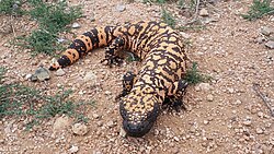 Some lizards including the Gila monster are venomous.